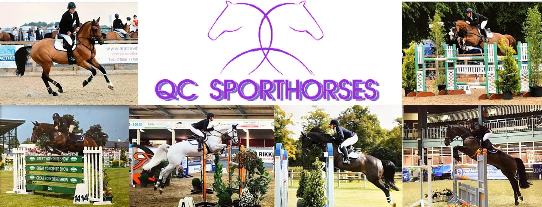 QC Sport Horses